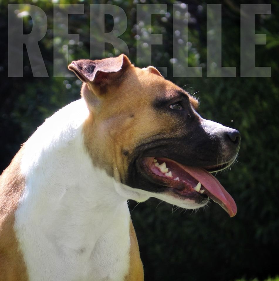 dancky's O'rebelle