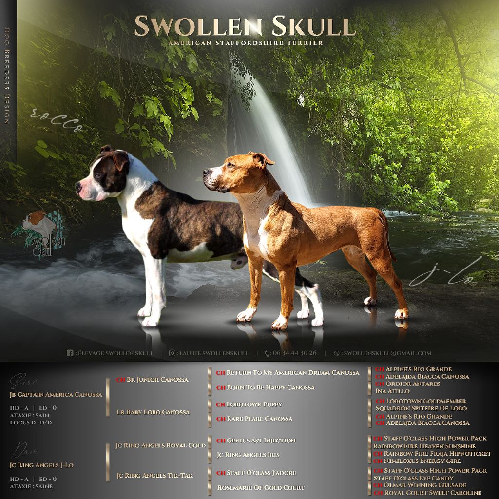 chiot American Staffordshire Terrier Swollen Skull