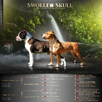 Swollen Skull - American Staffordshire Terrier - Portée née le 19/06/2022