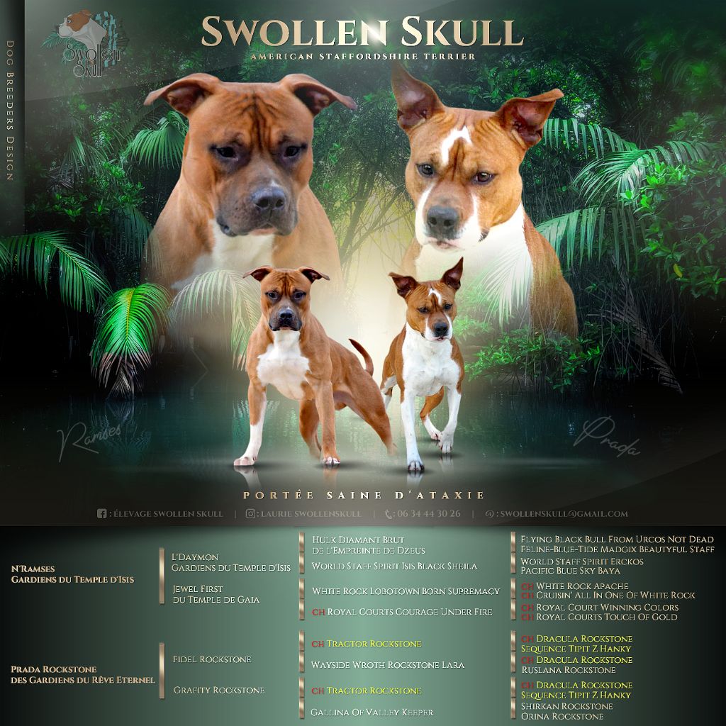 Swollen Skull - American Staffordshire Terrier - Portée née le 19/01/2022