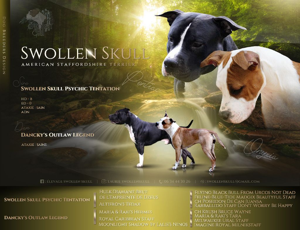 chiot American Staffordshire Terrier Swollen Skull